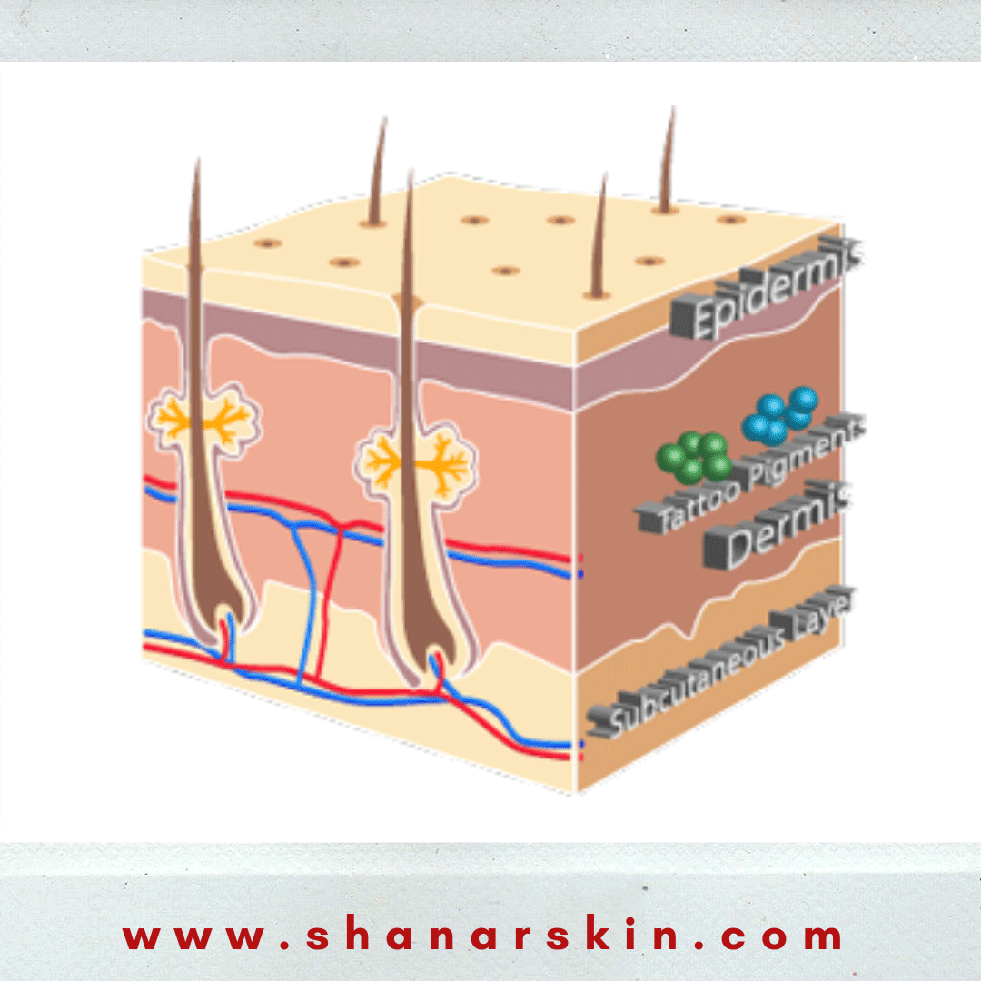لایه-اپیدرم-و-زیرلایه-های-مربوط-به-آن